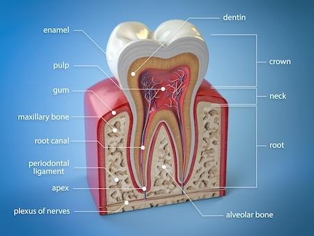 graphic of the inside of a tooth